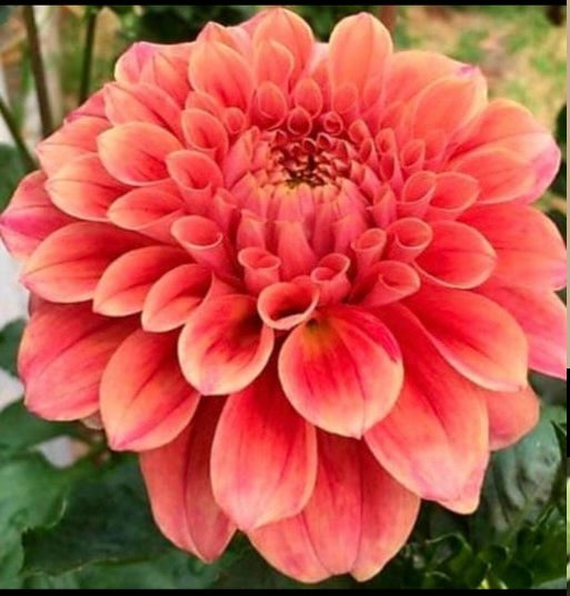 Dahlia - Winkie Rhubarb