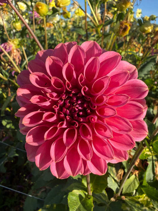 Dahlia - Peachy