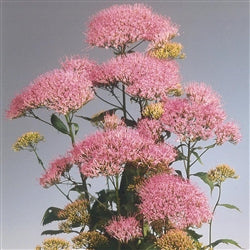 Seed - Trachelium Corine Lilac