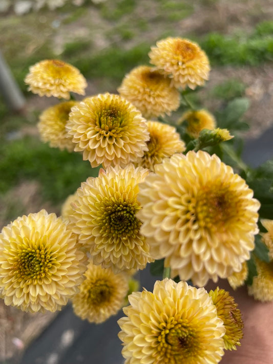 Heirloom Chrysanthemum - Rooted Cutting - Exotic Goldy