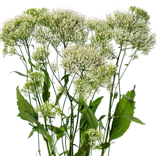 Seed - Trachelium Corine White