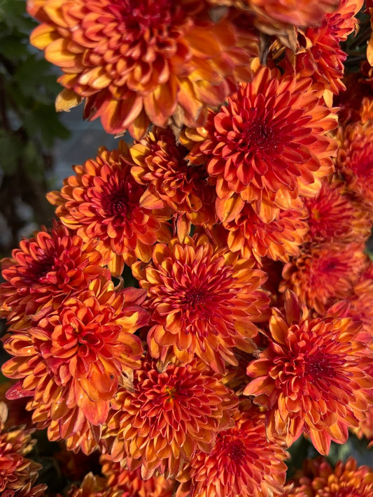 Heirloom Chrysanthemum - Rooted Cutting - Chrystal Bronze