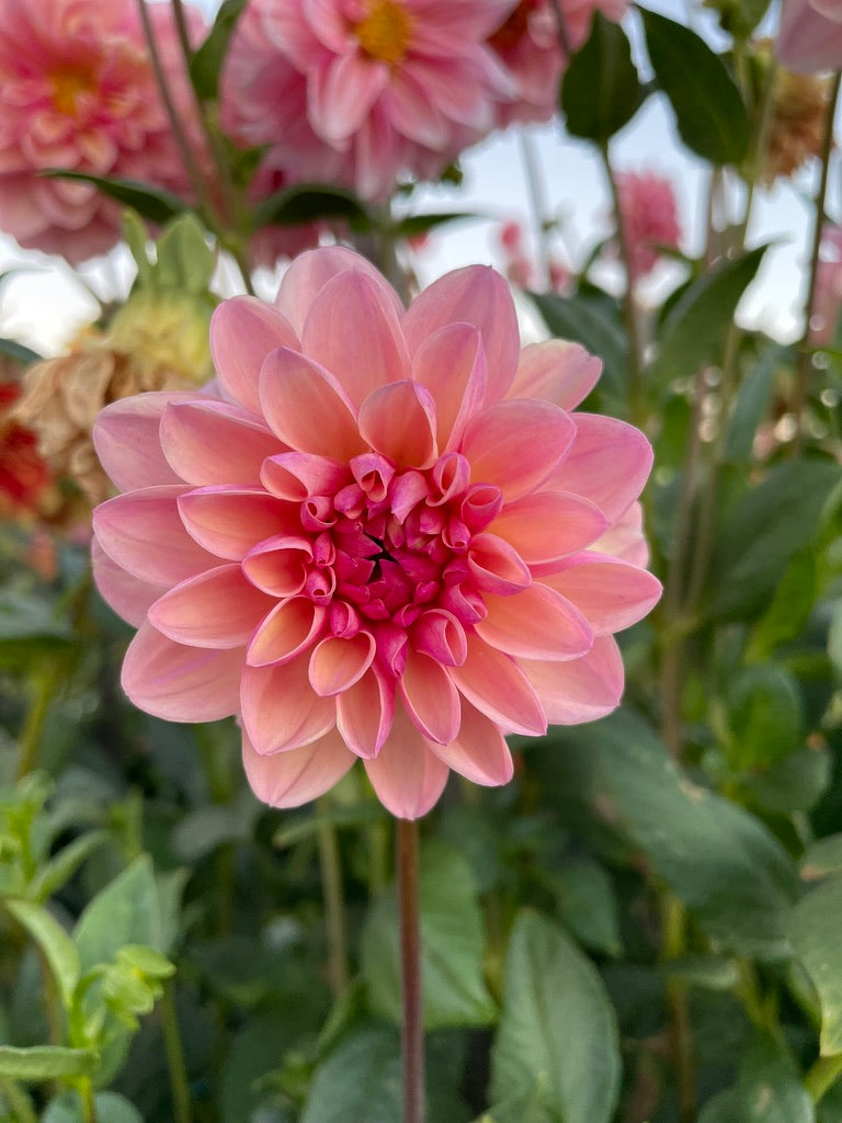 Dahlia - Tropical Dream