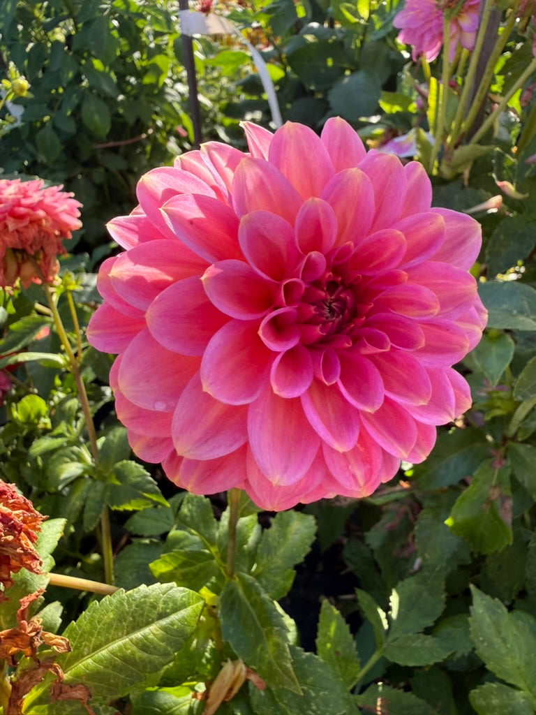 Dahlia - Sandra Dee