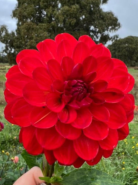 Dahlia - Red Velvet - Waterlily