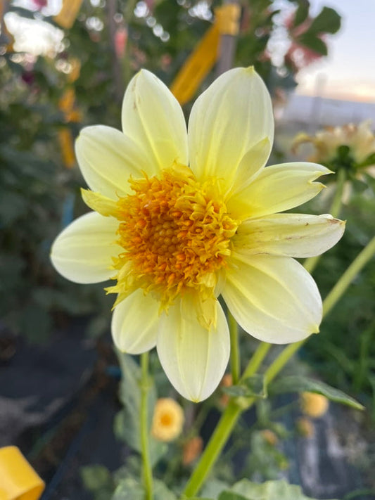Dahlia Seed - April Star