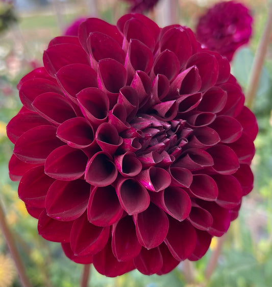 Dahlia - Steve's Choice