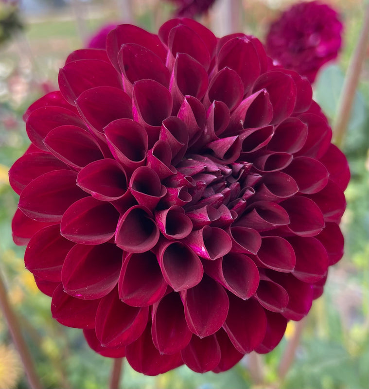 Dahlia Seed - Steve's Choice