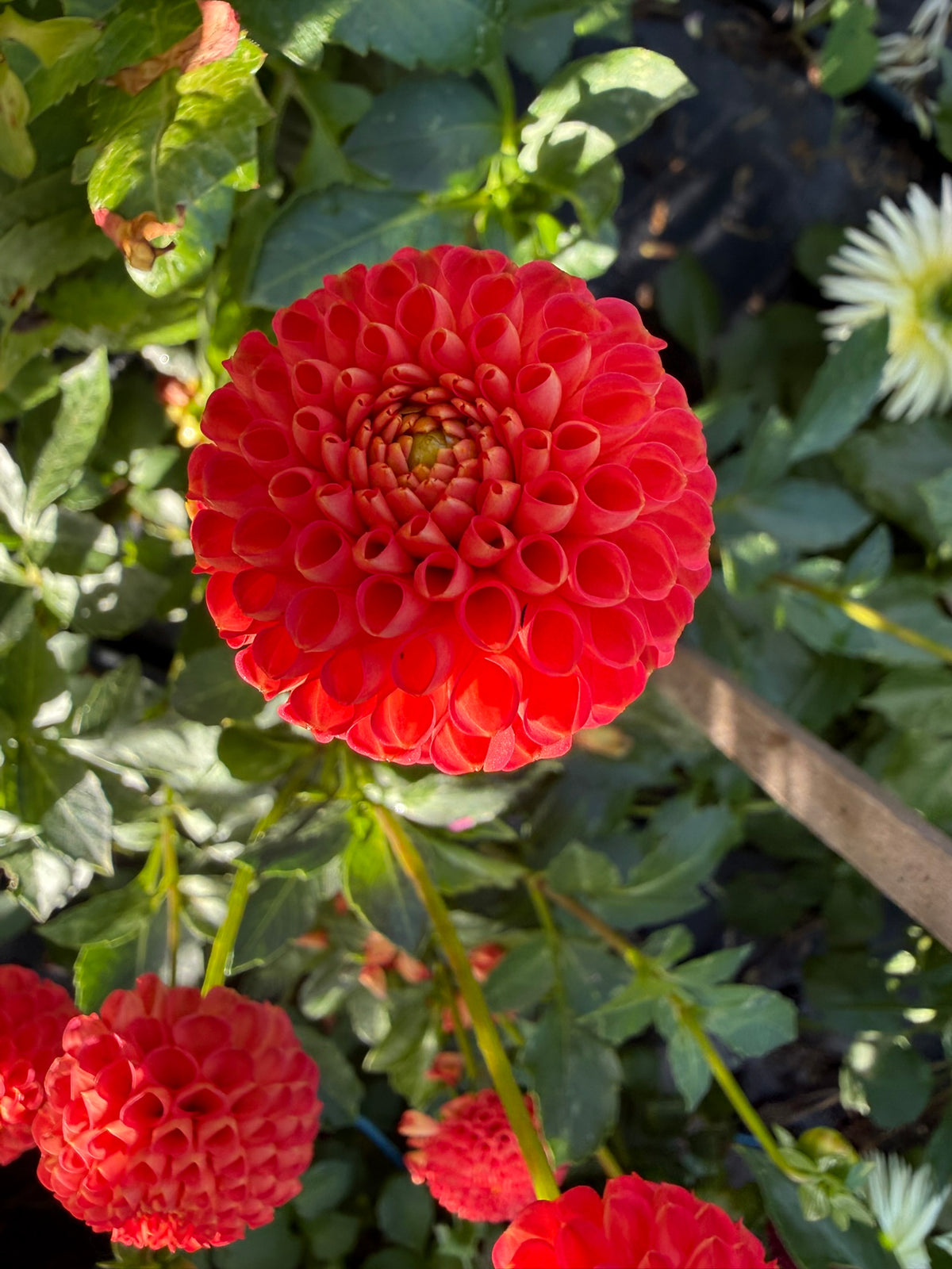 Dahlia - Greg's Pom