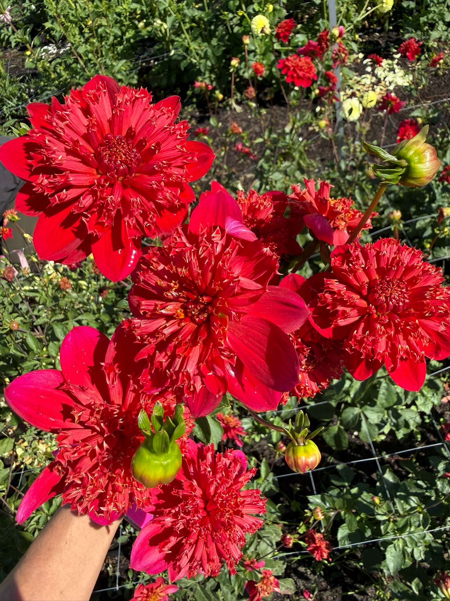 Dahlia - Christie Topnot