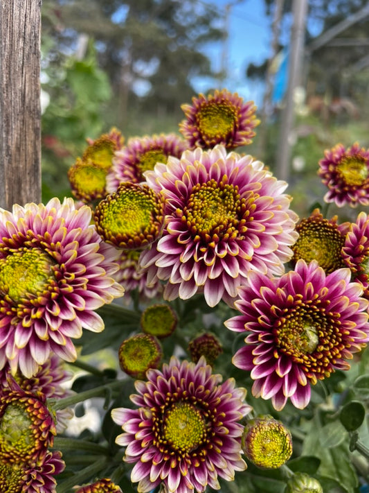 Heirloom Chrysanthemum - Rooted Cutting - Exotic Exotica