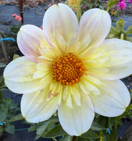 Dahlia - Aitara Conference (NA 2025)