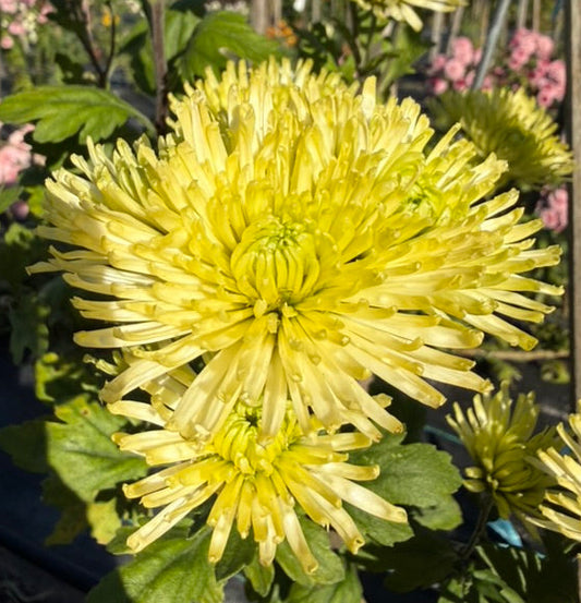 Chrysanthemum - Rooted Cutting - Anastasia Green