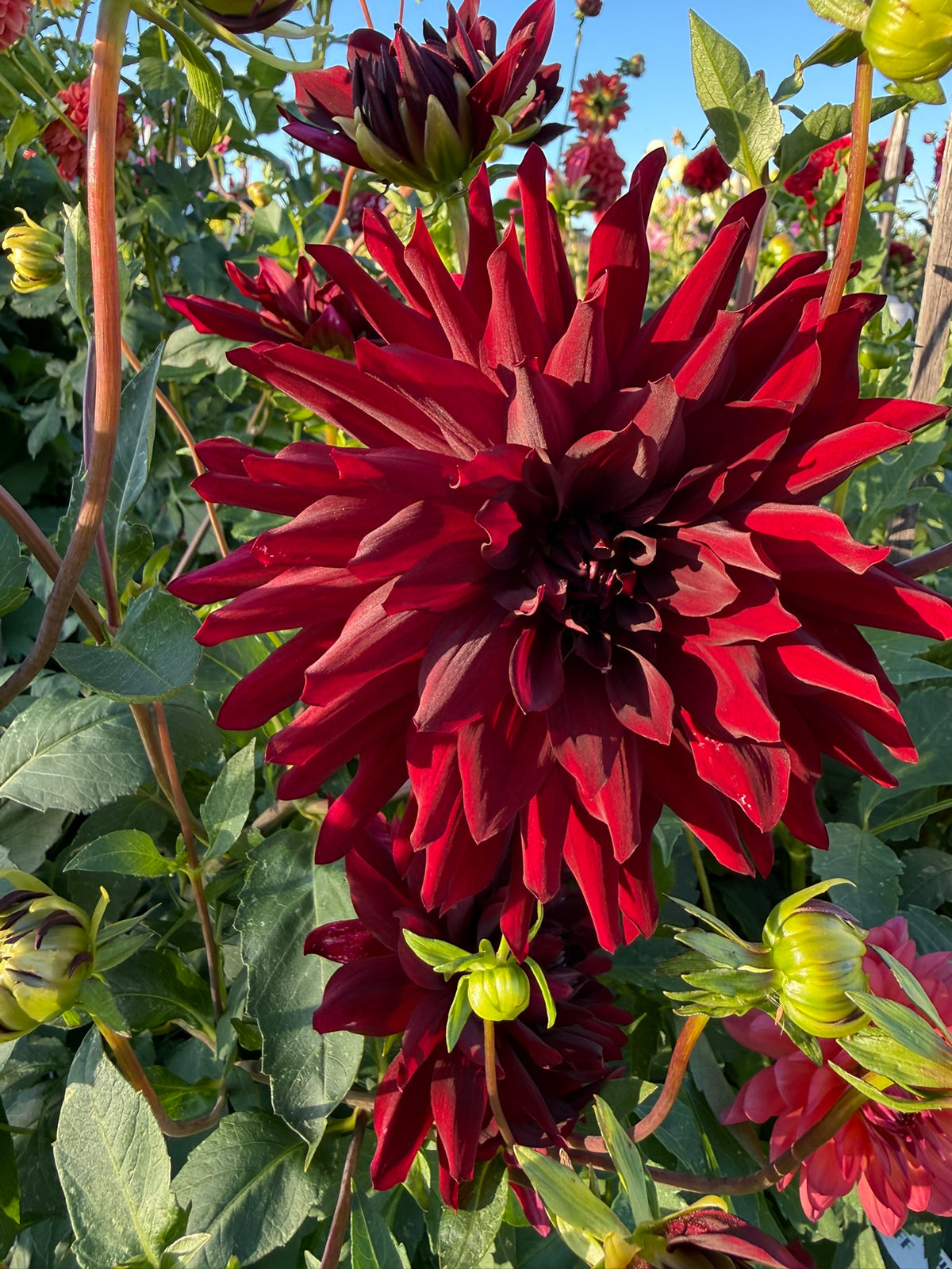 Dahlia - Kokachou
