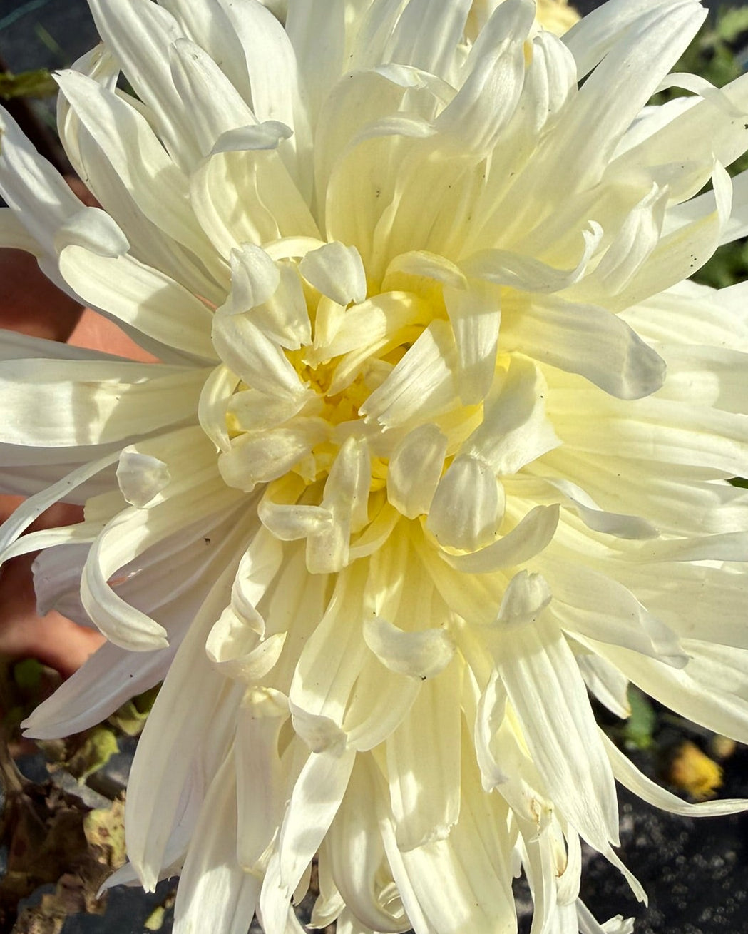Chrysanthemum - Rooted Cutting - Anastasia