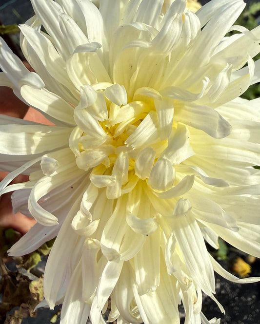 Chrysanthemum - Rooted Cutting - Anastasia