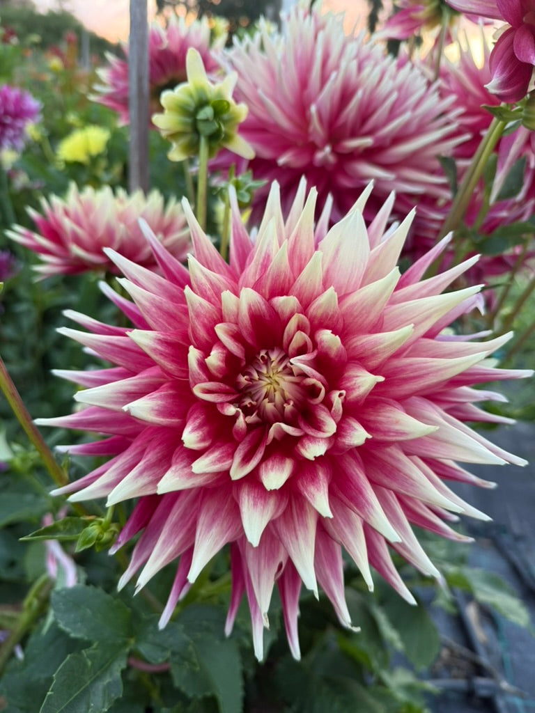 Dahlia - Maxmann