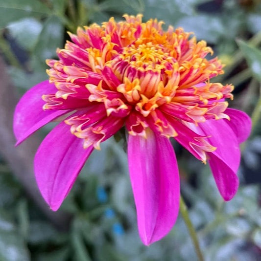 Dahlia - Mexico