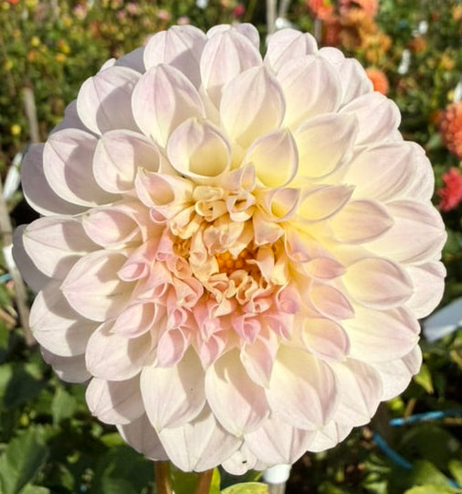 Dahlia - Formby Pearl
