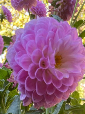 Dahlia - Brooks Josh