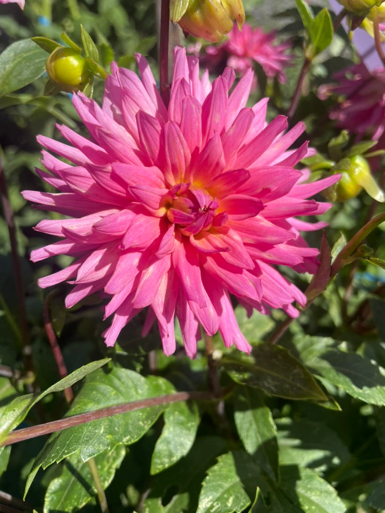 Dahlia - Amanda Jarvis