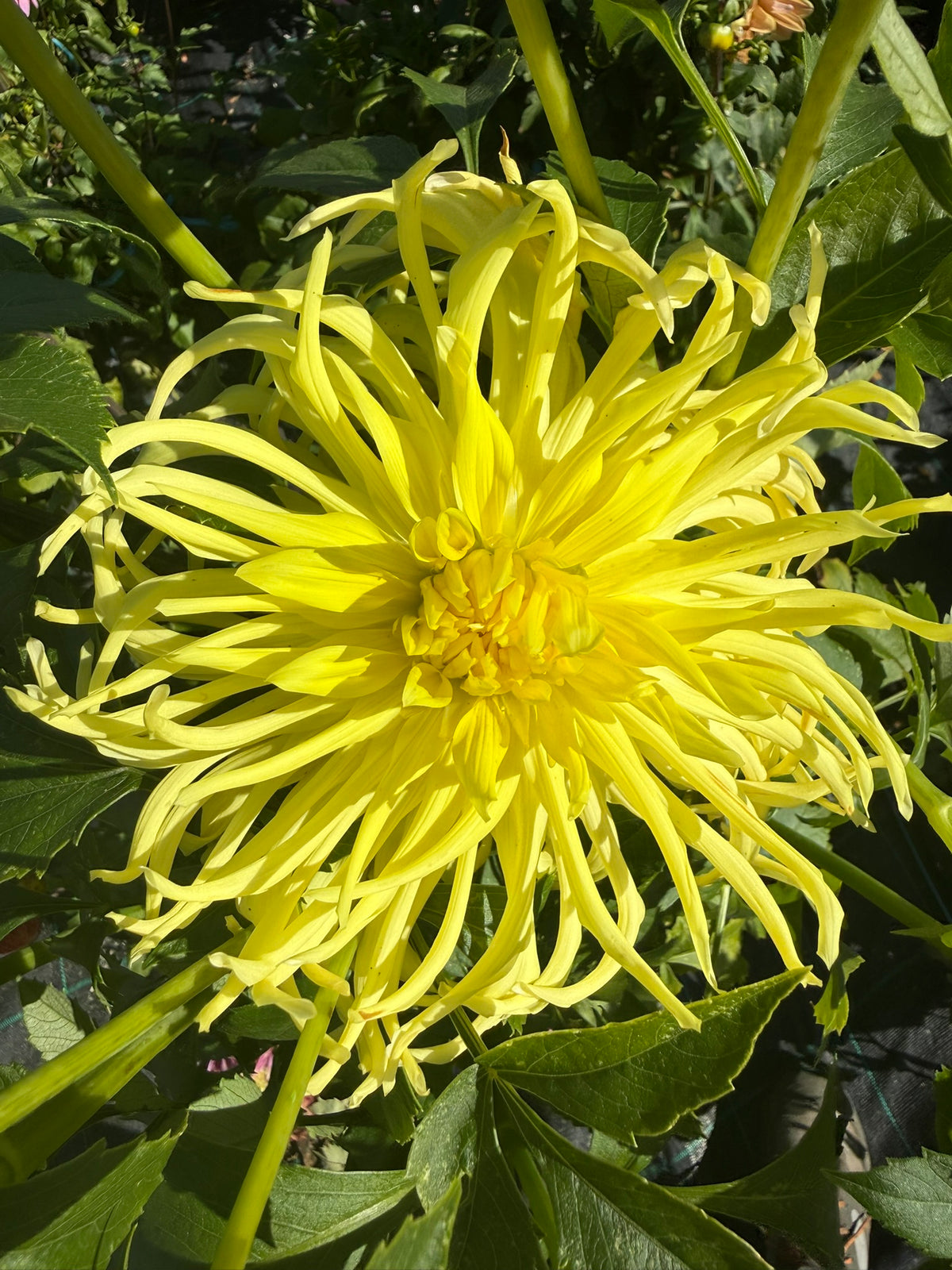 Dahlia - Mayarine