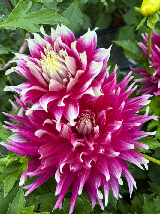 Dahlia - AC Dark Horse (Max 1)
