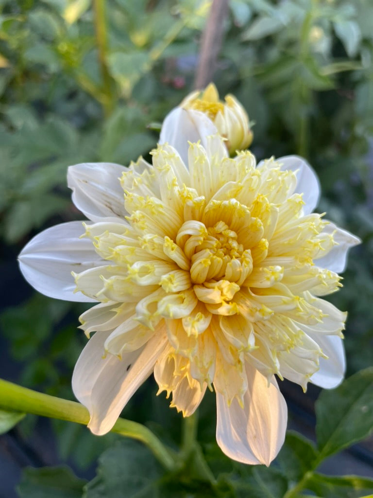 Dahlia - Lemon Sorbet