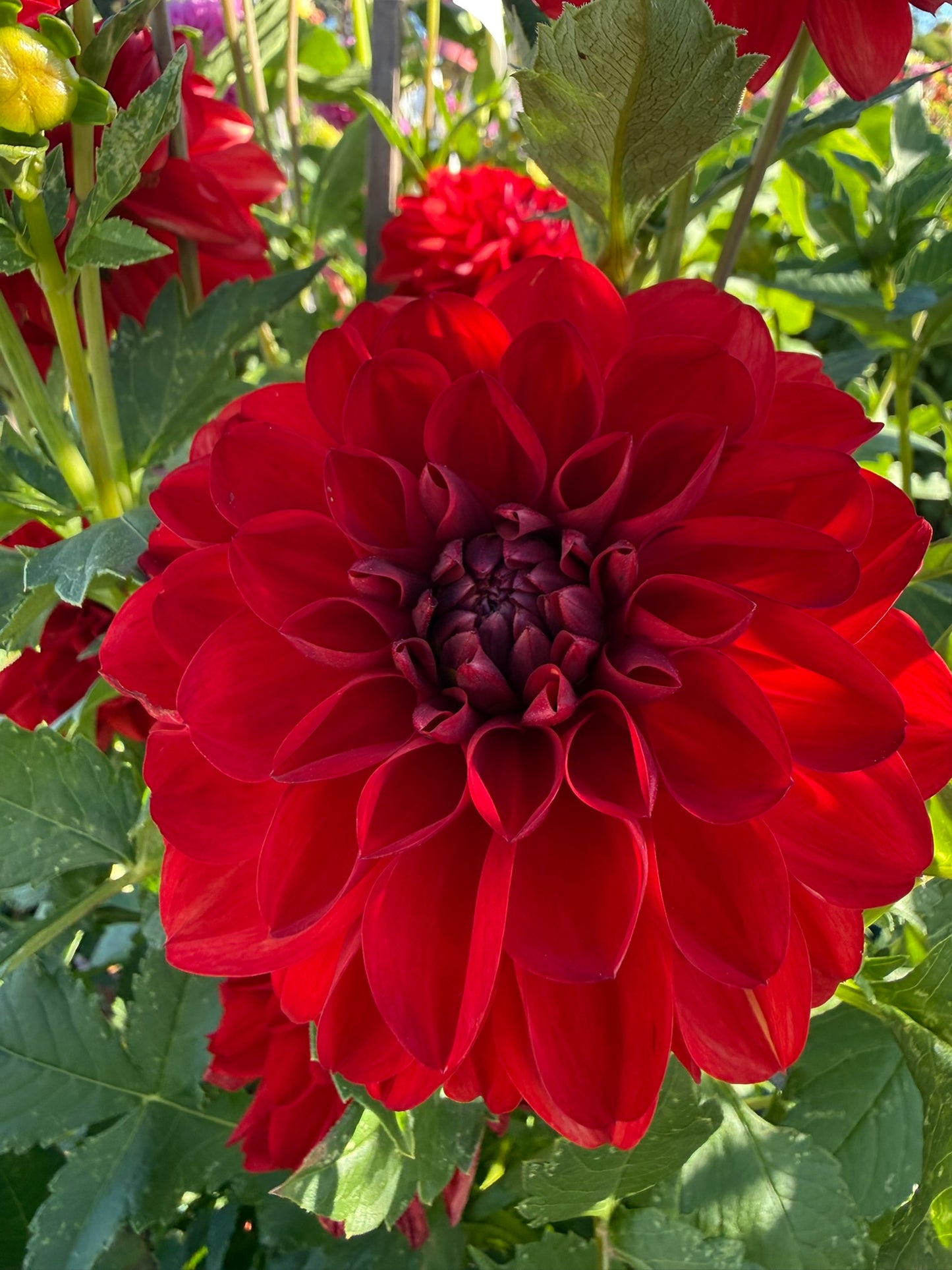 Dahlia - Tango