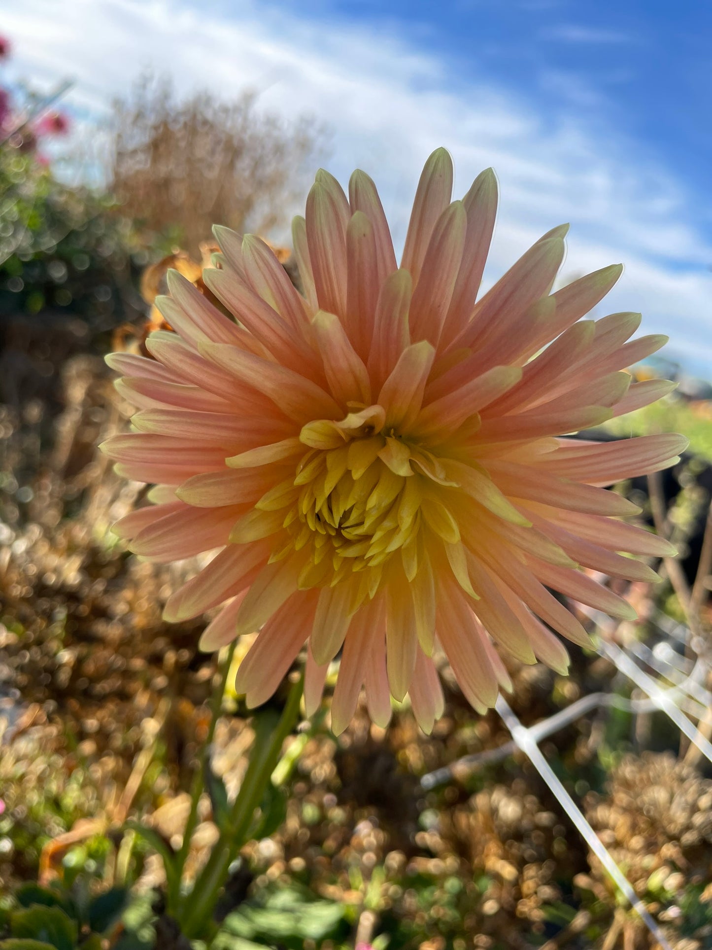 Dahlia - Lakesland Sunset