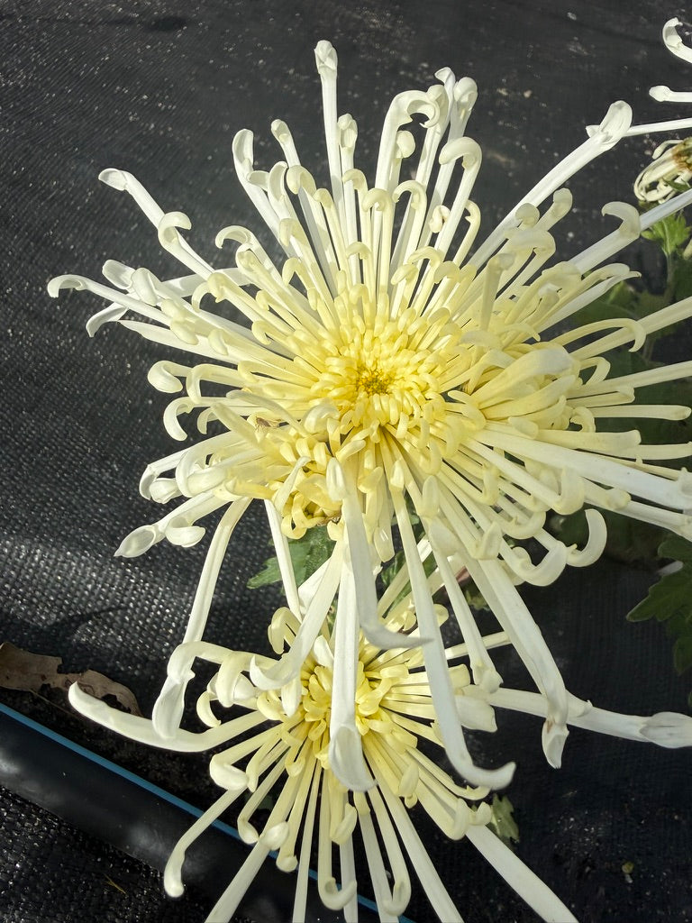 Chrysanthemum - Rooted Cutting -Chesapeake