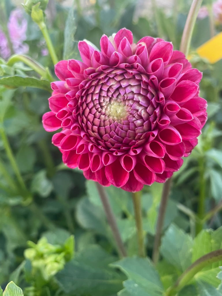 Dahlia - Winkie Robot