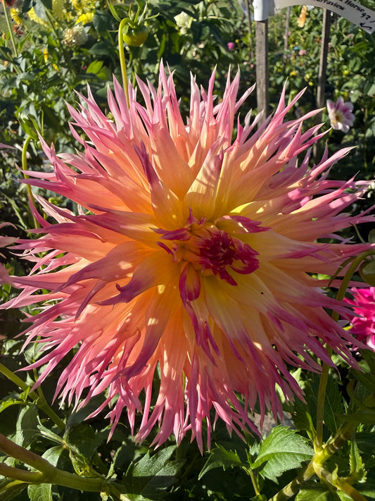 Dahlia - Judith Taylor