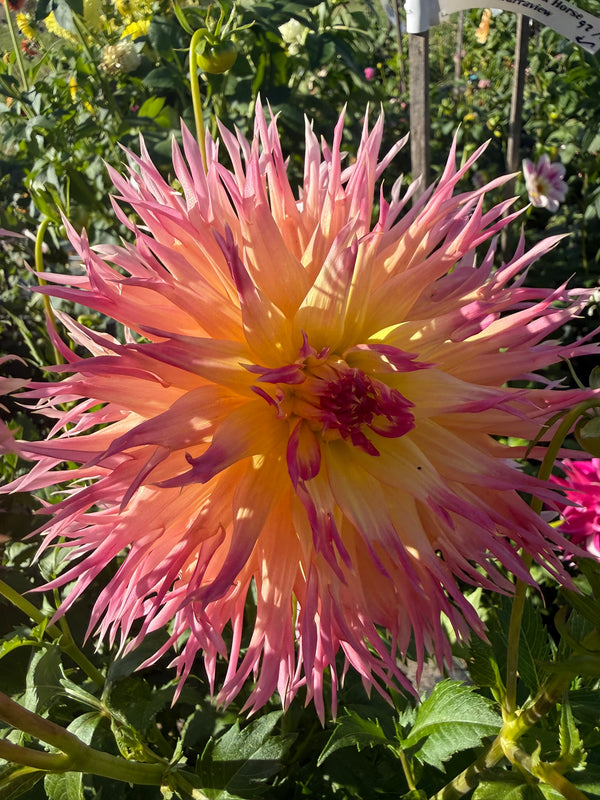 Dahlia Seed - Judith Taylor