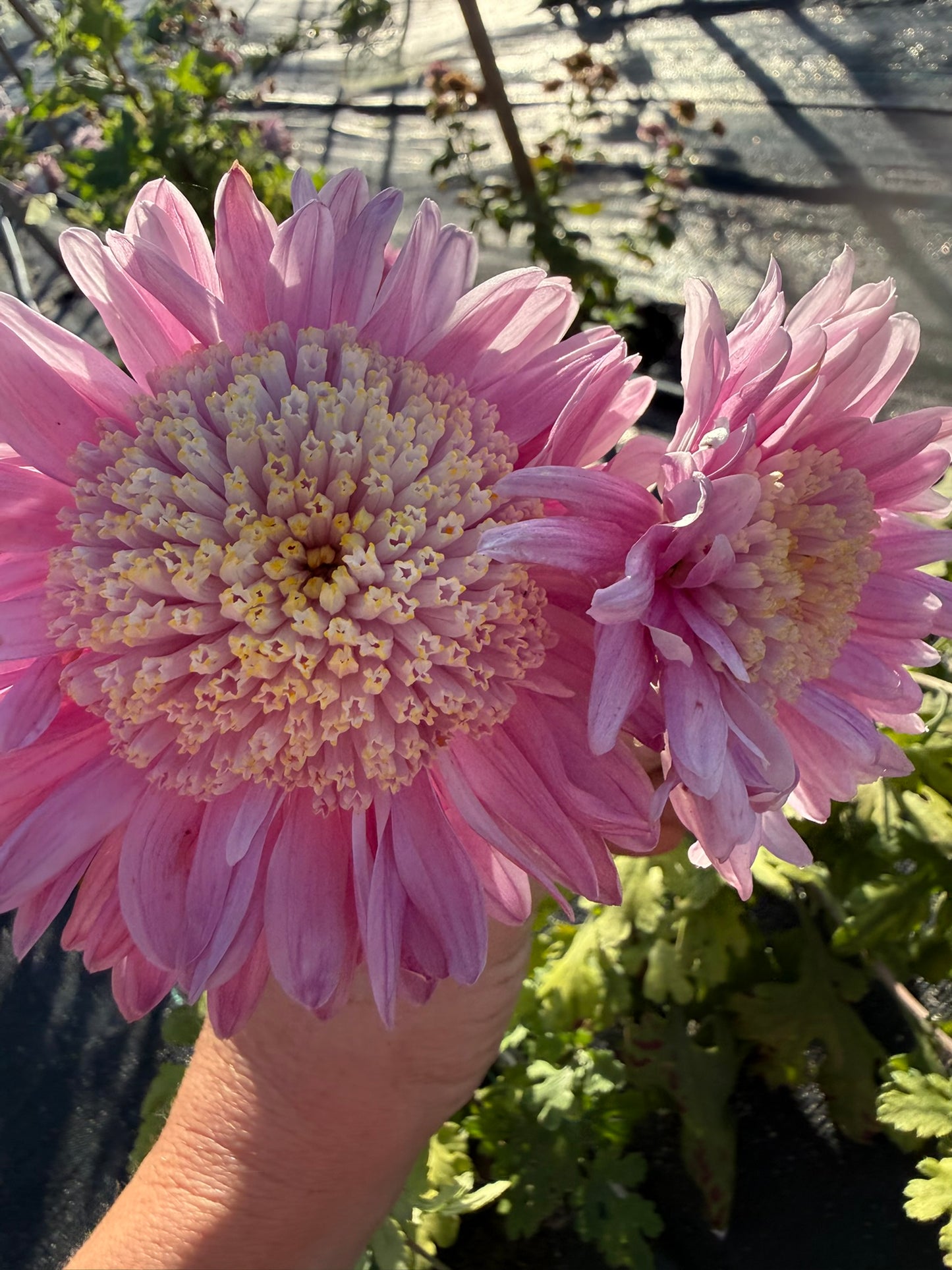 Chrysanthemum - Rooted Cutting - Isla Mechen
