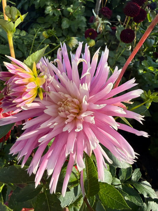 Dahlia - Delbard Versailles
