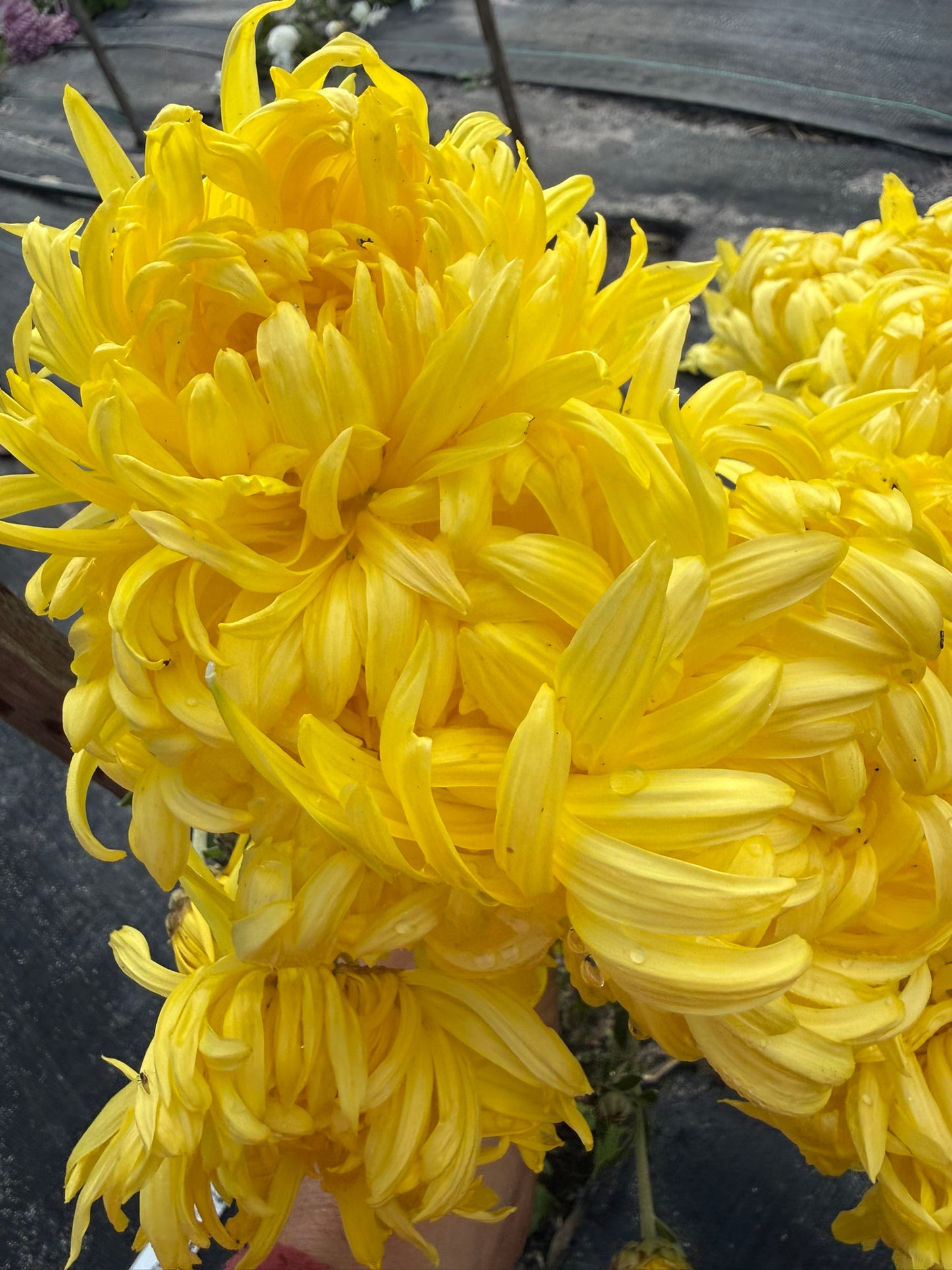 Chrysanthemum - Rooted Cutting - Nancye Furneaux