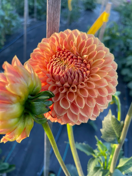 Dahlia - Formby Crest