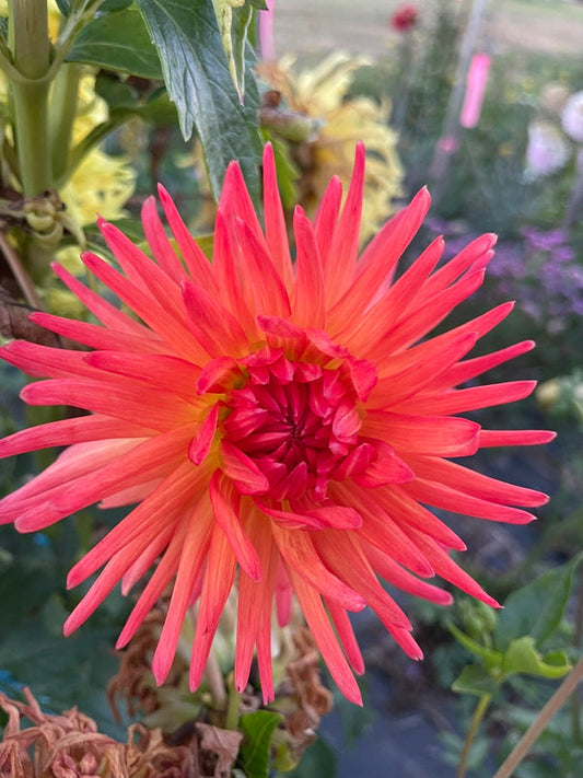 Dahlia Seed - CMC Flame
