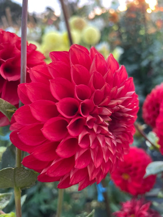 Dahlia Seed - Devon Rosa
