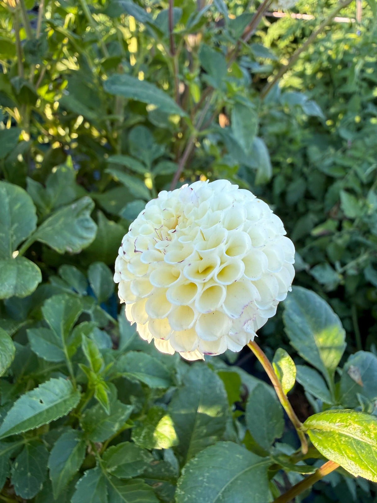 Dahlia - Bowen