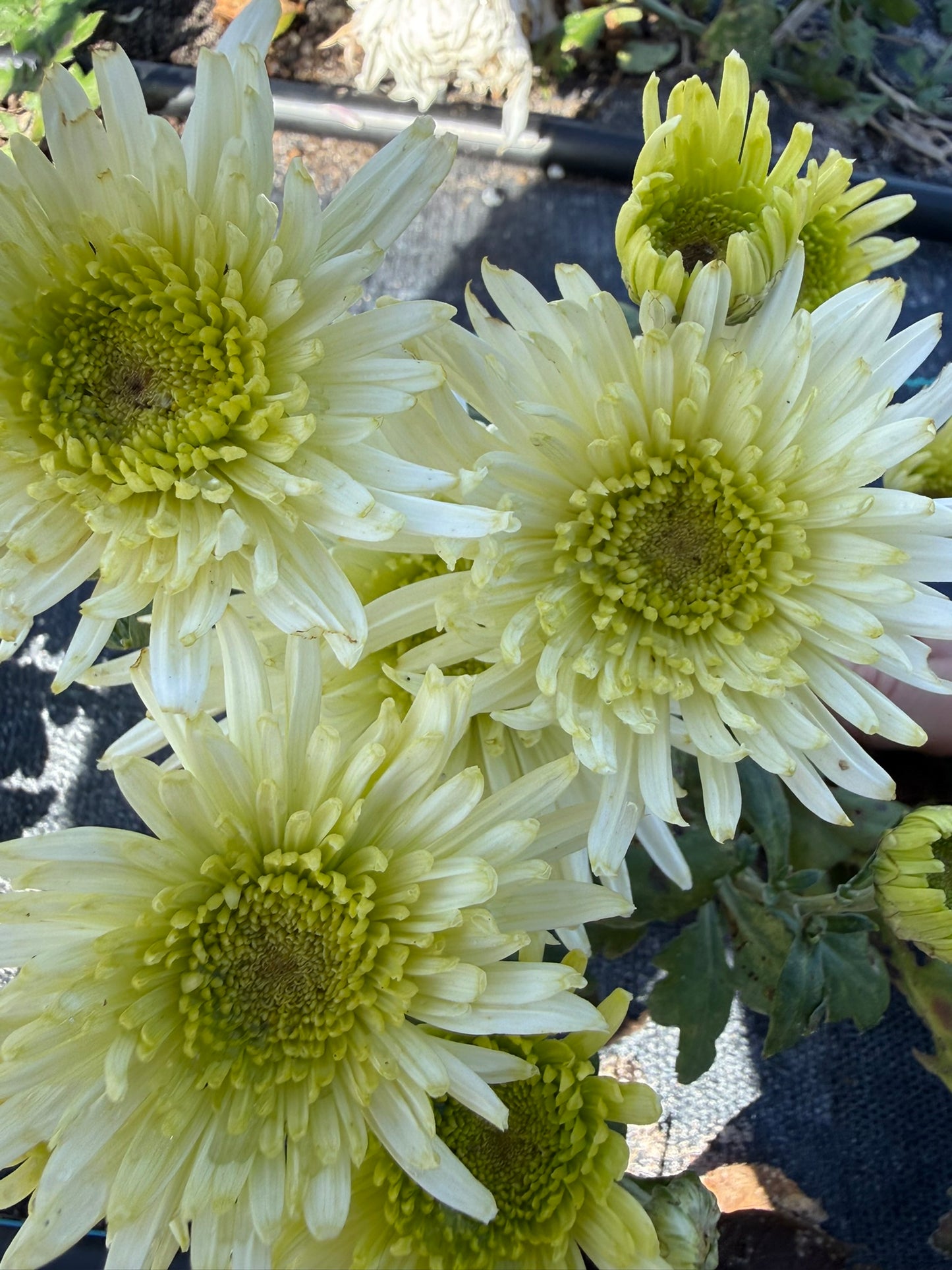 Chrysanthemum - Rooted Cutting - Deligreen