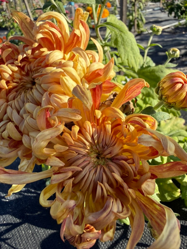 Chrysanthemum - Rooted Cutting - Kokka Ebino