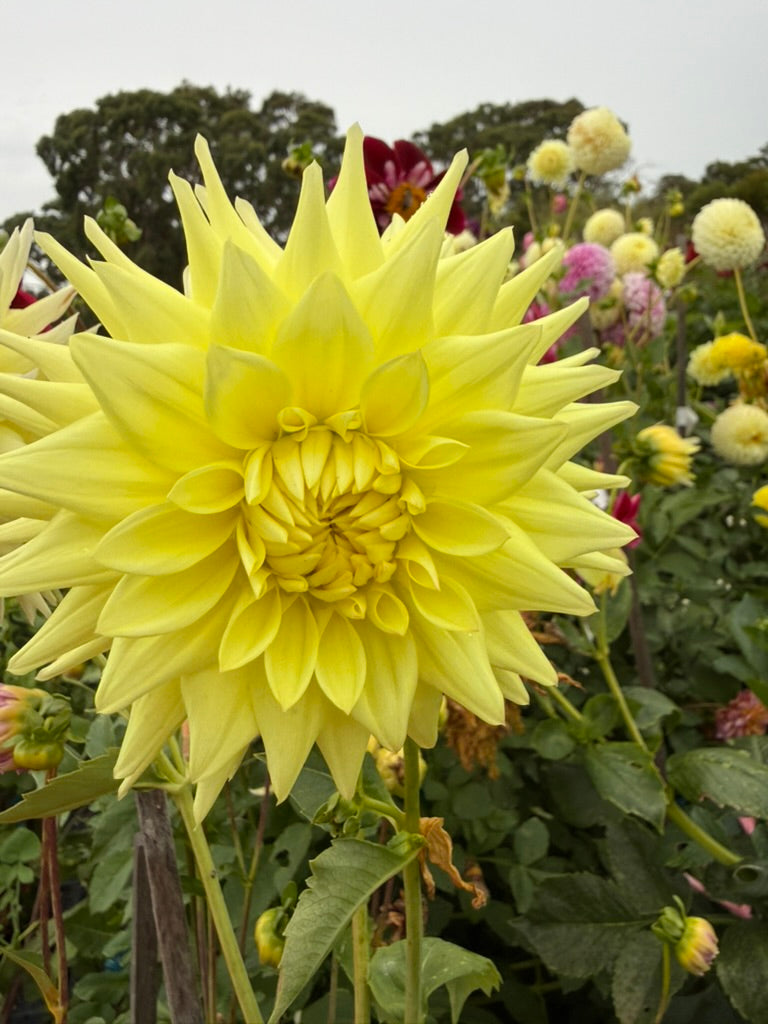 Dahlia - Wakefield Impersonator