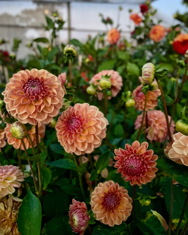 Dahlia Seed - Breannon