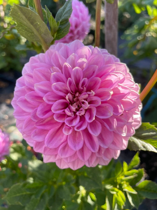 Dahlia Seed - Devon Image