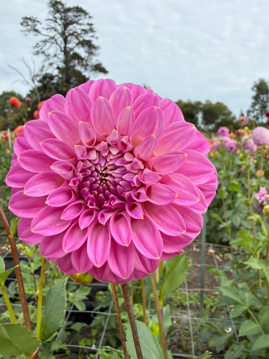 Dahlia - Coorabell Sophie