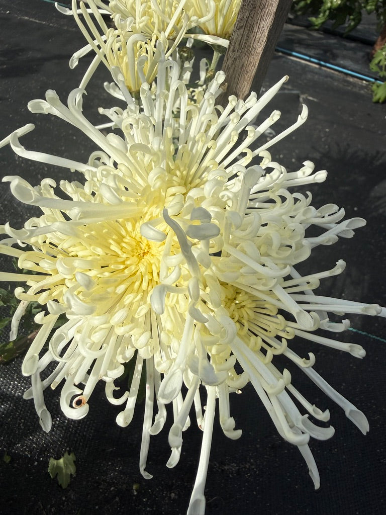 Chrysanthemum - Rooted Cutting -Chesapeake