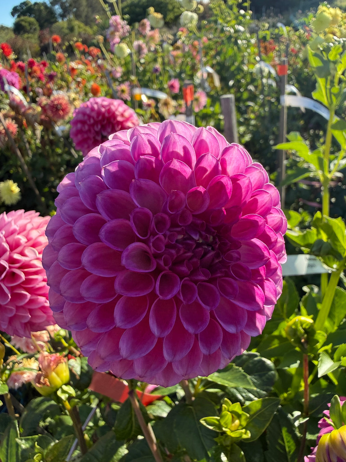 Dahlia - Devon Saigon