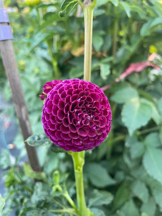 Dahlia - Gordon Lockwood